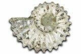 Bumpy Ammonite (Douvilleiceras) Fossil - Madagascar #343827-1